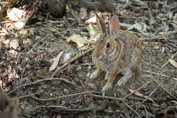 A cottontail rabbit in its natural habitat.
