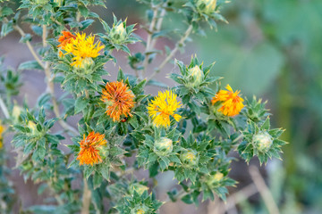orange yellow green Safflower plant 