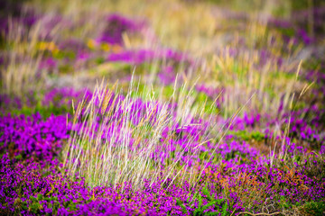 Obraz premium Blooming heather near the village of Plumanah. The coast of pink granite is a unique place in Brittany. France