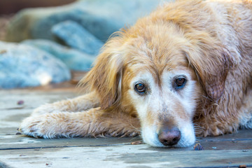 A wet old golden retriever dog laying on deck.