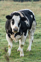 cow in the field