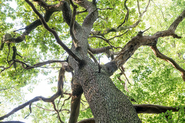 tree top of an old tree