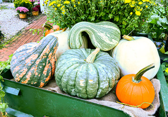 Fall display of pumpkins, gourds, and squash