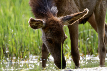 Red deer from Kopački rit, Croatia