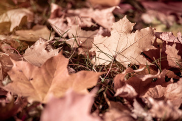 Autumn background-maple leaves fallen leaves lying on the grass 