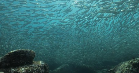 Flatiron Herring baitball from the islands of the sea of Cortez, Mexico.