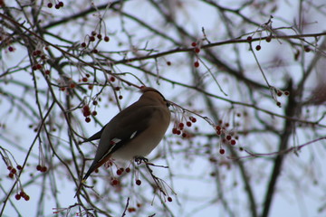 bird on branch. waxwing