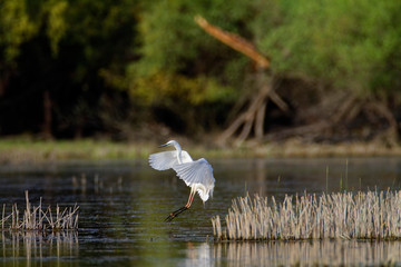 The great egret (Ardea alba) from Kopacki rit Nature park, Croatia