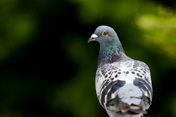 homing pigeon bird standing on home loft roof