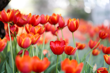 Fresh colorful beautiful tulips field in nature