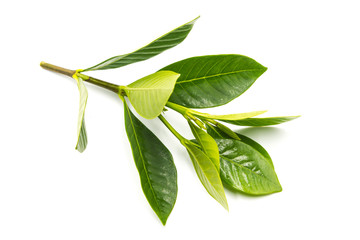 a bunch of bright beautiful rose leaves isolated on white background