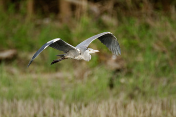 Grey heron from Kopački rit Nature park