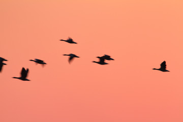 Birds in sunset