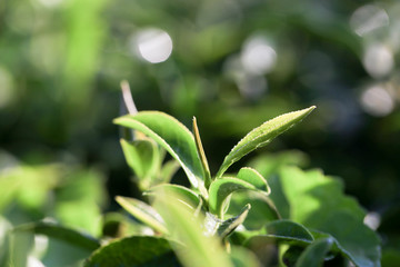 Green leaf leaf, top leaf is good for picking in the morning to make best quality for drying  in tea production