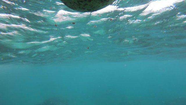 small cute fish hiding behind a floating coconut on the reef of the big island in hawaii