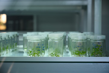 Tissue culture in lab