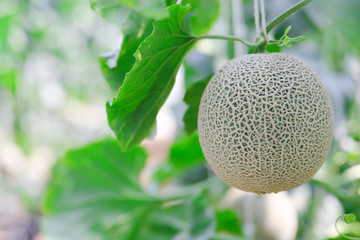 Fresh and well treat  Japanese melon in farm  or green melons cantaloupe melons  in greenhouse. Sweet  famous japanese fruit farming