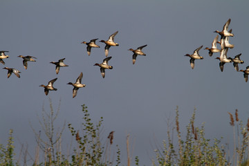 Ducks in migration over Kopacki rit wetland, Croatia