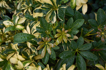 many raindrops on green leaves in a rainy season day.