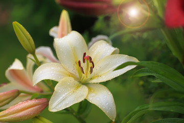 Flowering lily in the garden in the summer. Natural blurred background.Drops of morning dew on rose petals.