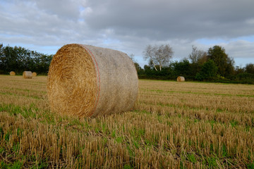 Schwarze Wolken über einem Getreidefeld