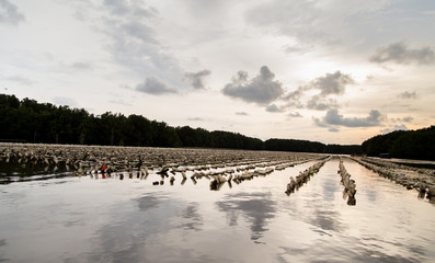 View of the oyster farm of Thai fishermen 