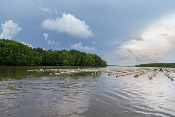 View of the oyster farm of Thai fishermen 
