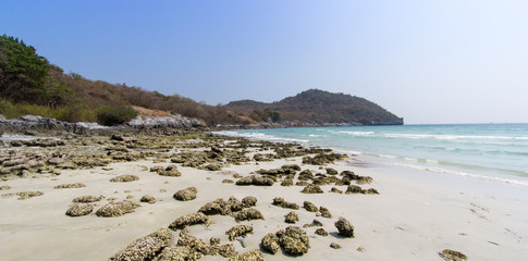 Shells embedded in rocks on the beach, mountains and sky background images
