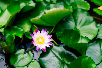 Beautiful purple waterlily or lotus flower in pond dark green background