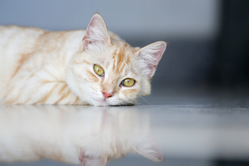 Orange and brown striped lovely and adorable cat taking a nap.  Cute kitty lays down on floor