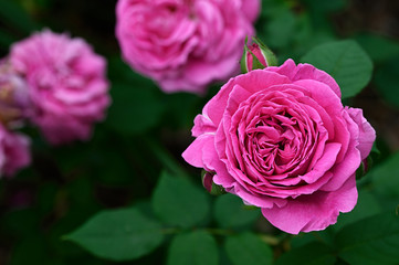 Pink rose in detail outdoors in nature.