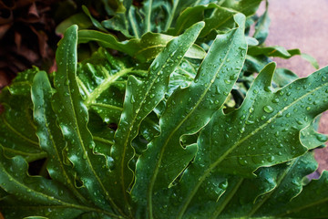 many raindrops on green leaves in a rainy season day.