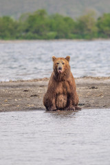 Obraz premium Ruling the landscape, brown bears of Kamchatka (Ursus arctos beringianus)