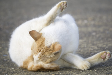 毛づくろい 野良猫 