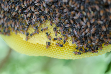 Group of small bees working at bee honeycomb on its nest. Bumble bee produce honey and bee wax on yellow honeycomb on tree