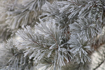 snow covered branches