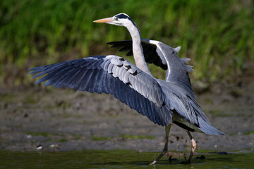 Grey heron from Kopački rit Nature park