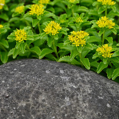 Yellow flowers and green clematis behind stone.