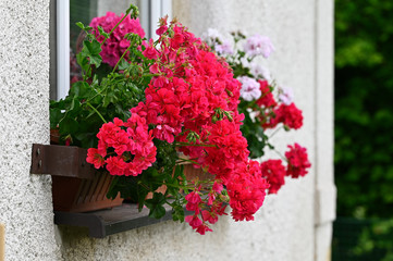 Fototapeta na wymiar Red geranium flowers on windowsill of house window with white plaster.