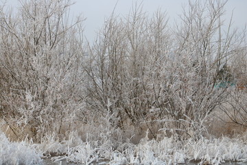 trees in winter