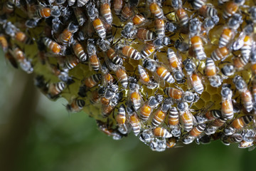 Group of small bees working at bee honeycomb on its nest. Bumble bee produce honey and bee wax on yellow honeycomb on tree