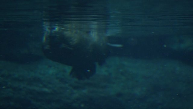 Canadian Beaver swimming in marshland and building dam