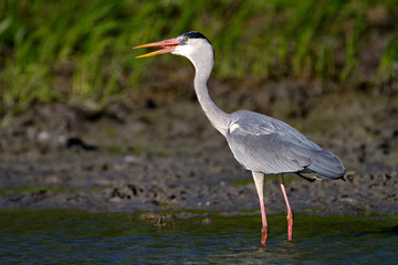 Grey heron from Kopački rit Nature park