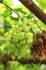 Green grape plant with green leaf, red root, fresh green and red grape for eating or making wine