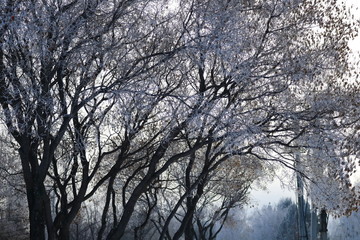 trees in winter