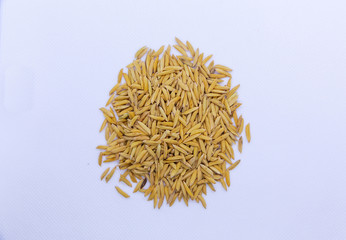 paddy rice on white back ground 