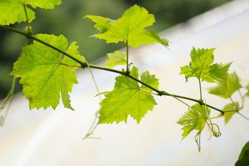 Green grape plant with green leaf, red root, fresh green and red grape for eating or making wine