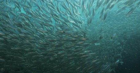 Flatiron Herring baitball from the islands of the sea of Cortez, Mexico.