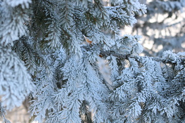 snow covered fir trees