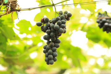Green grape plant with green leaf, red root, fresh green and red grape for eating or making wine